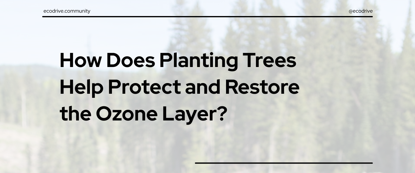How Does Planting Trees Help Protect and Restore the Ozone Layer